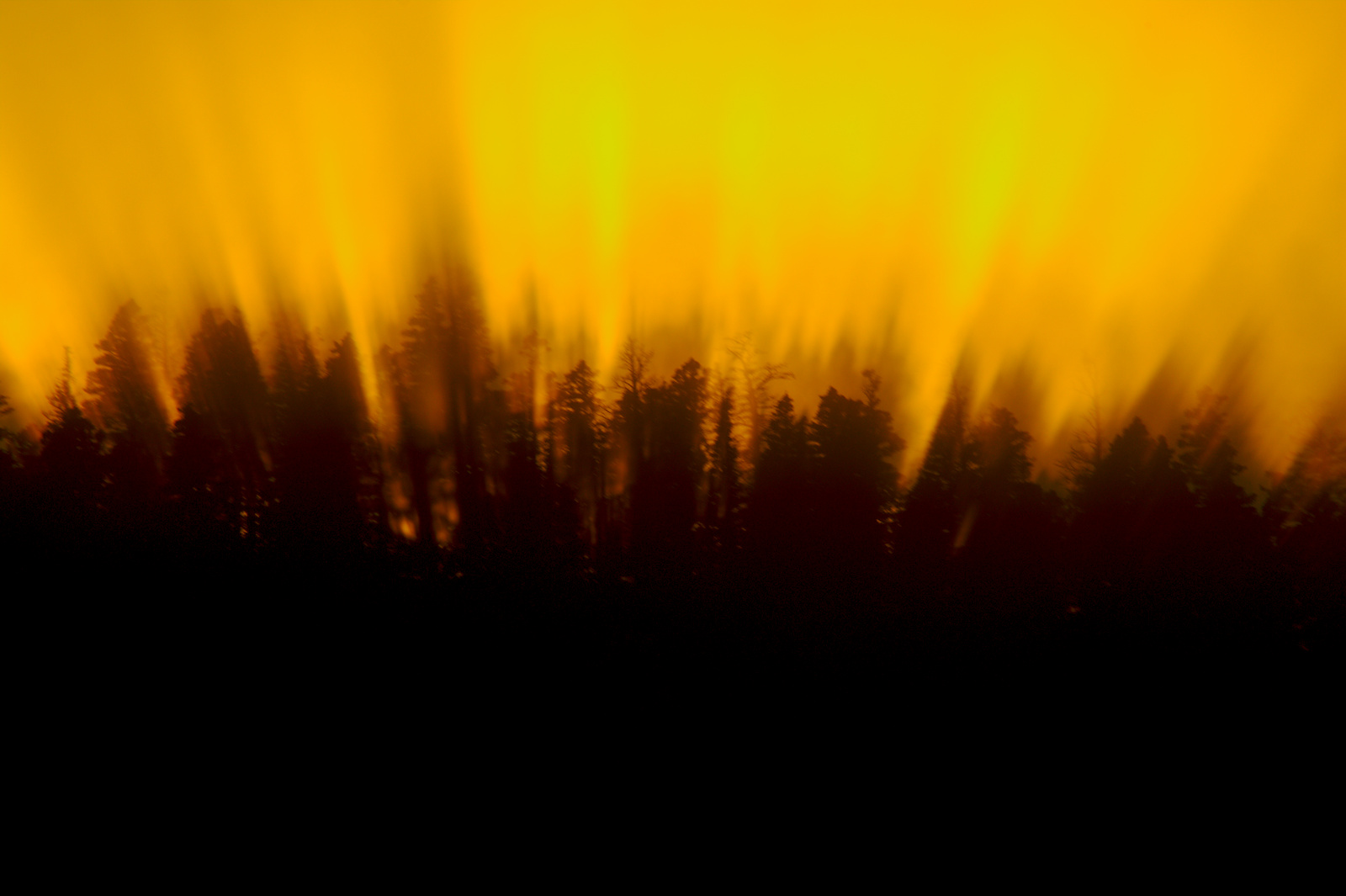 Forest Fire